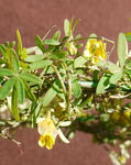 111227brachyceras.jpg