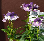 111228nemesia.jpg