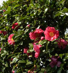 120102sazanka.jpg