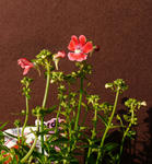 120109chilepepper.jpg