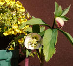 120117hellebo.jpg