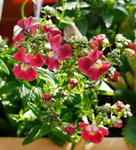 120121chilepepper.jpg