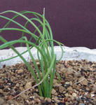 120122albuca.jpg