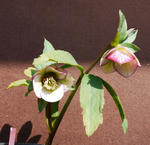 120125hellebo.jpg