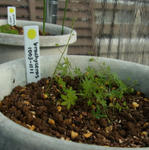 120129brachyceras.jpg
