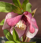 120201hellebo.jpg