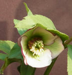 120201hellebo2.jpg