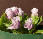 120201primula2.jpg