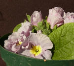 120201primula.jpg