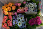 120203primula.jpg