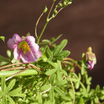 120208lepi168_202.jpg