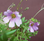 120208lepi168.jpg
