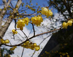 120219roubai.jpg