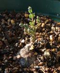120220sessilifolium.jpg
