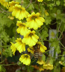 120222brachyceras.jpg