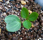120222hellebo.jpg
