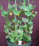 120226fintel.jpg