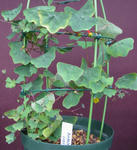 120226fintel2.jpg