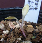 120226obake.jpg