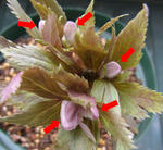 120226thibeta2.jpg