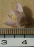 120226thibeta5.jpg