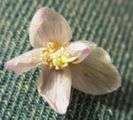 120226thibeta6.jpg