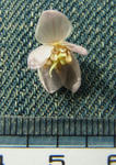 120226thibeta7.jpg