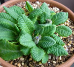 120302primula.jpg