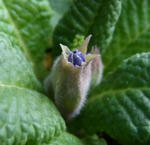 120302primula2.jpg
