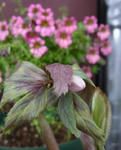 120302thibetanus.jpg