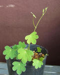 120304smithii.jpg