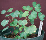 120305tuberosum.jpg