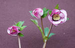 120305hellebo.jpg