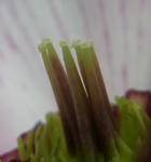 120310jyufun2.jpg