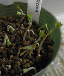 120310majus.jpg