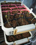 120312majus.jpg