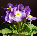120314primula2.jpg