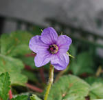 120316erodium2.jpg