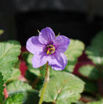 120316erodium.jpg