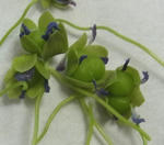 120325azureum.jpg