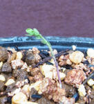 120326sessilifolium.jpg