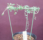 120326sessilifolium1021.jpg