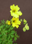 120405hookeri.jpg