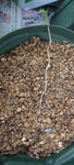 120406smithii.jpg