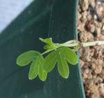 120406smithii2.jpg