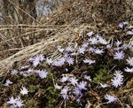 120413kikuzakiichige1.jpg