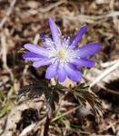 120413kikuzakiichige2.jpg