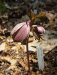 120417purpura2.jpg