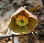 120417purpura.jpg
