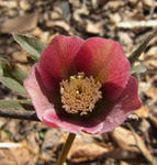 120417hellebo1.jpg